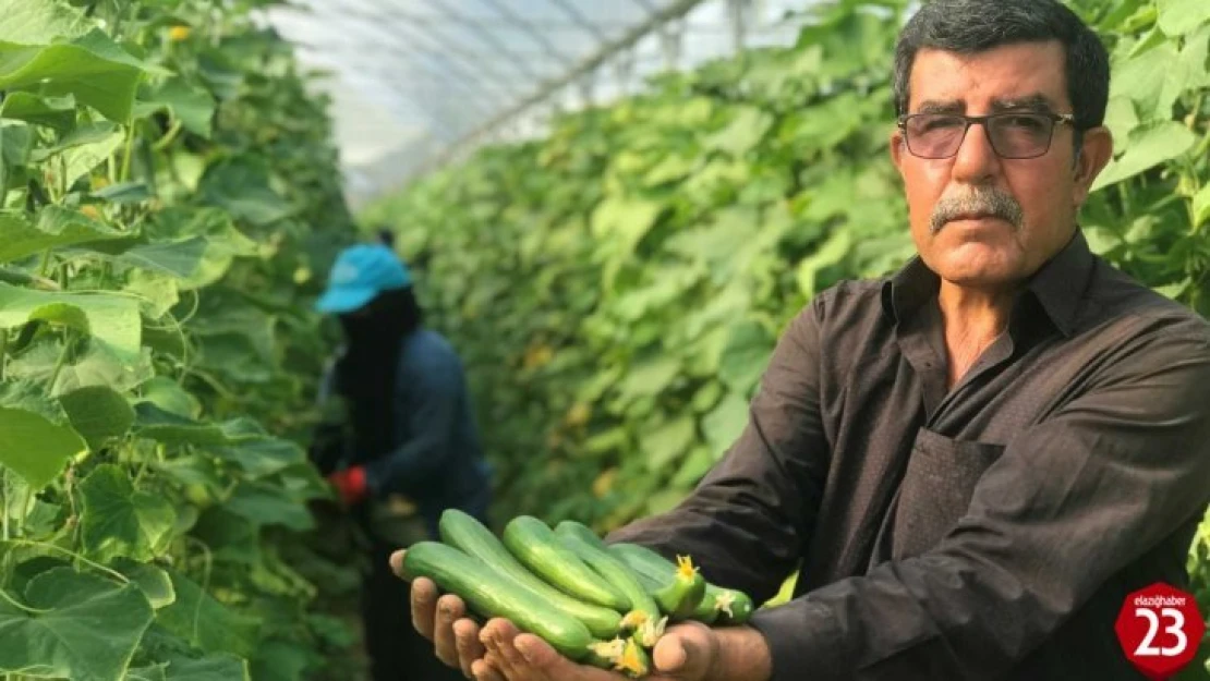 Elazığ'da Kuraklık Seracıları Da Vurdu, Rekoltede Yüzde 40 Kayıp Var