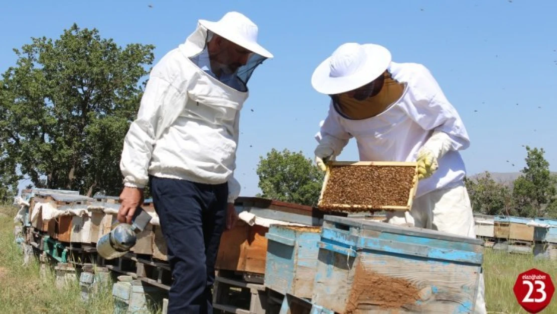 Kuraklık ve toz taşınımı arıcıları vurdu, son 10 yılın en kötü sezonu
