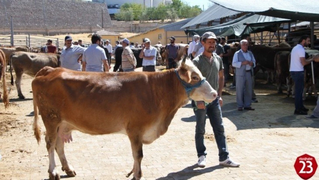 Kurban pazarında son gün yoğunluğu