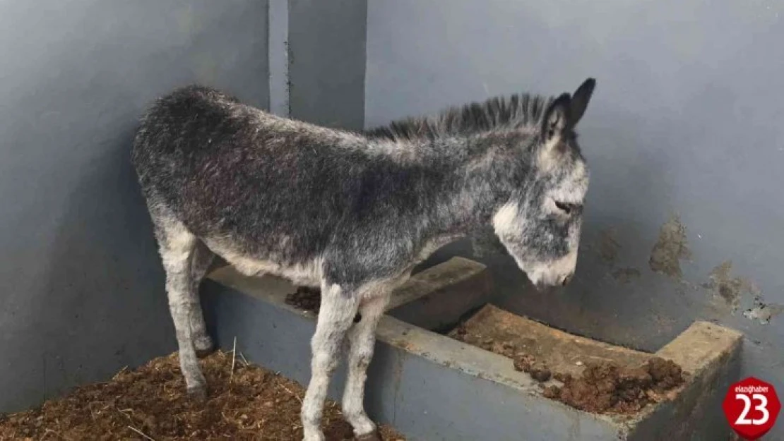 Kurt ve köpek saldırısı sonucu yaralanan sıpa, sağlığına kavuştuğu hayvan hastanesinin maskotu haline geldi