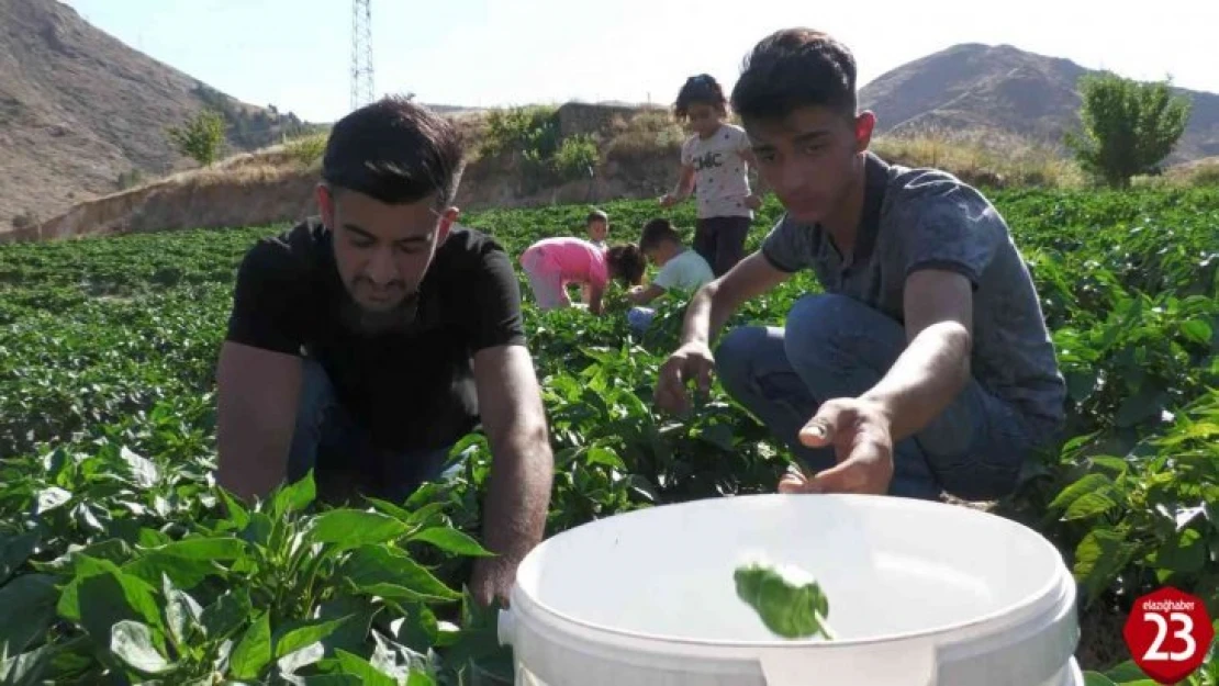 Meşhur Keban Biberinde Hasat Başladı