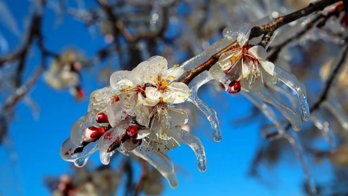 Meteorolojiden Zirai Don Uyarısı Yapıldı