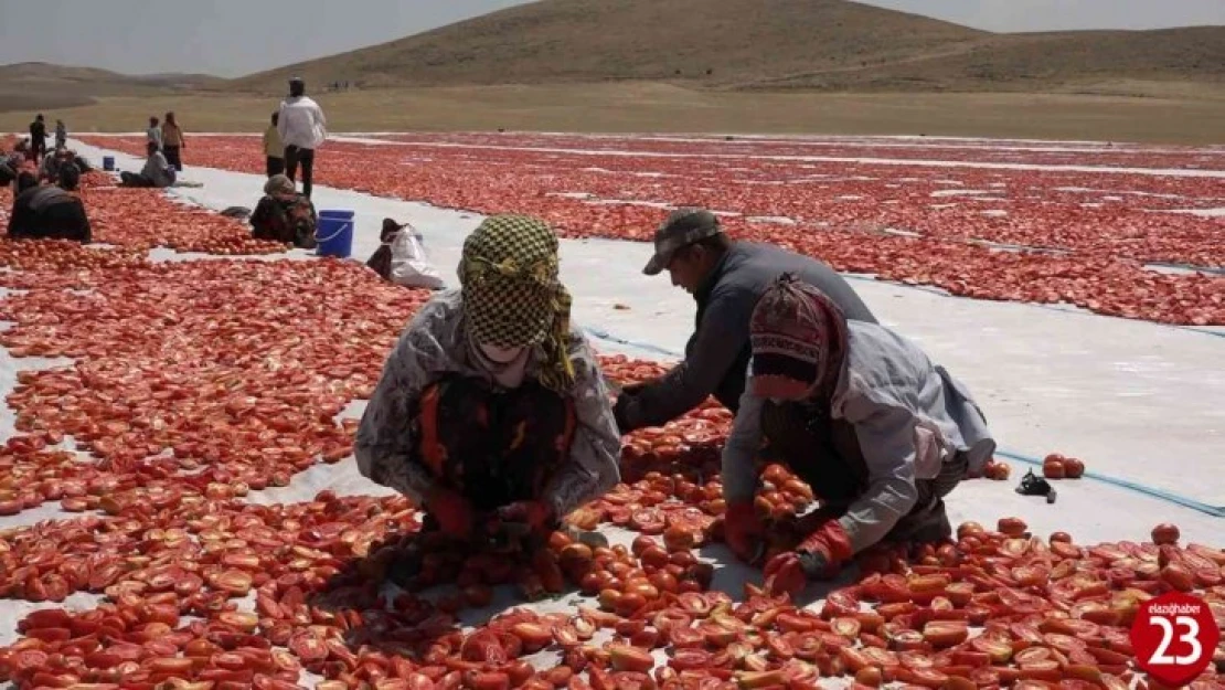 Mevsimlik İşçi Öğrencilerin Büyük Başarısı, Biri Hukuk Fakültesini Kazandı, Diğeri Türkiye İkincisi Oldu