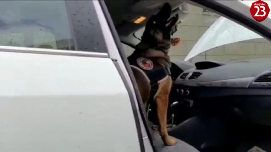 Narkotik köpeği tepki verdi, uyuşturucu lambanın arkasından çıktı