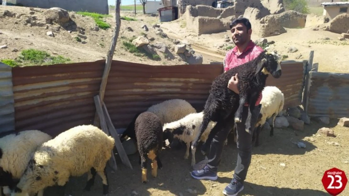 Öğretmen kayıp kuzu ve koçlara sahip çıktı, sahibini arıyor