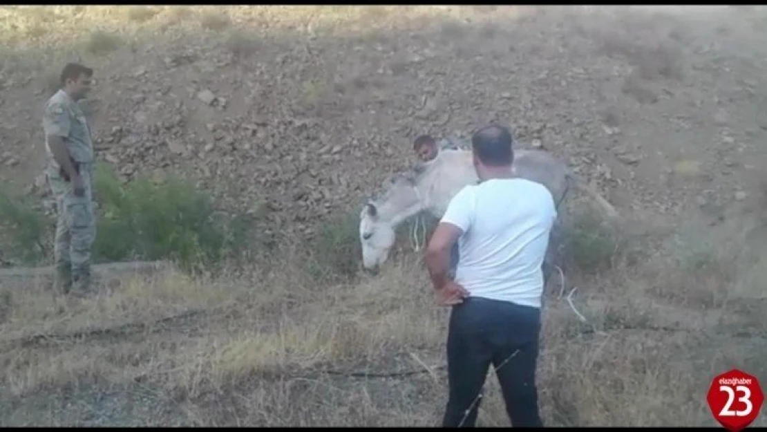 Ölüme terk edilen ayağı kırık at kurtarıldı