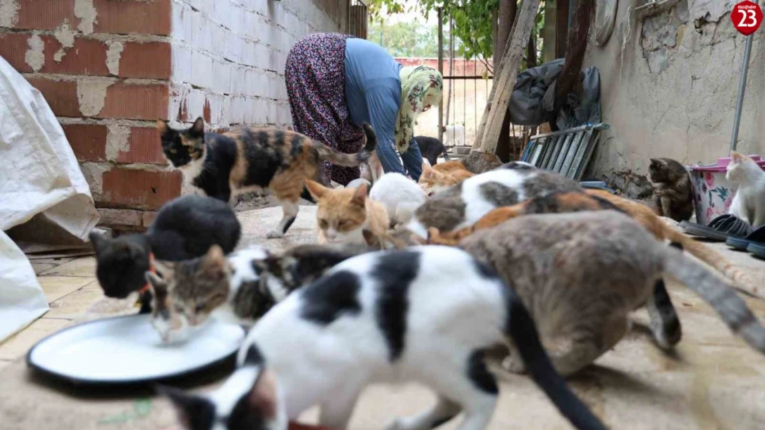 Ömrünü kedilere adadı: 11 yıldır 70 kediye bakıyor