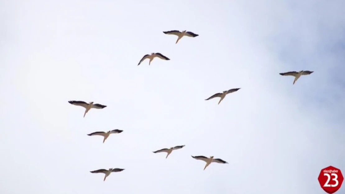 Elazığ'da Onlarca Leylek Gökyüzünü Renklendirdi