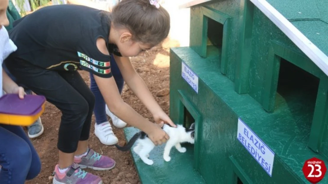 Örnek Projeyle Kedi Ve Köpekler Okul Bahçesinde