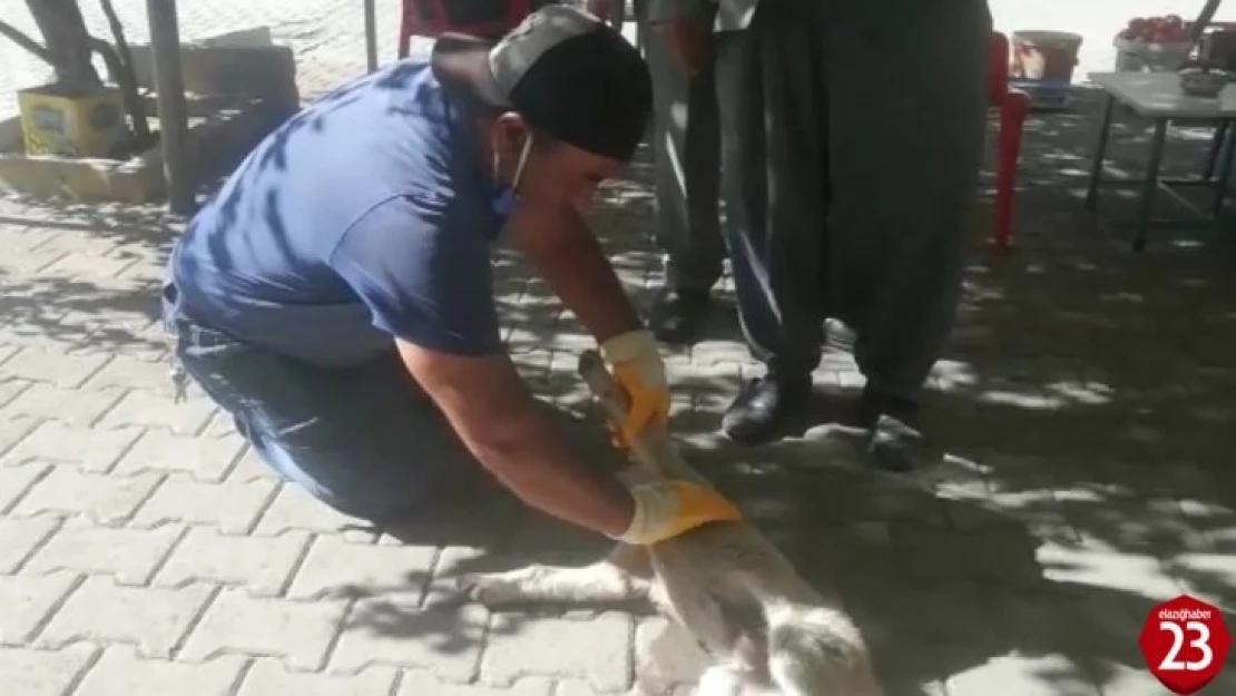 Otomobilin çarptığı yavru köpek kalp masajı ile hayata tutundu