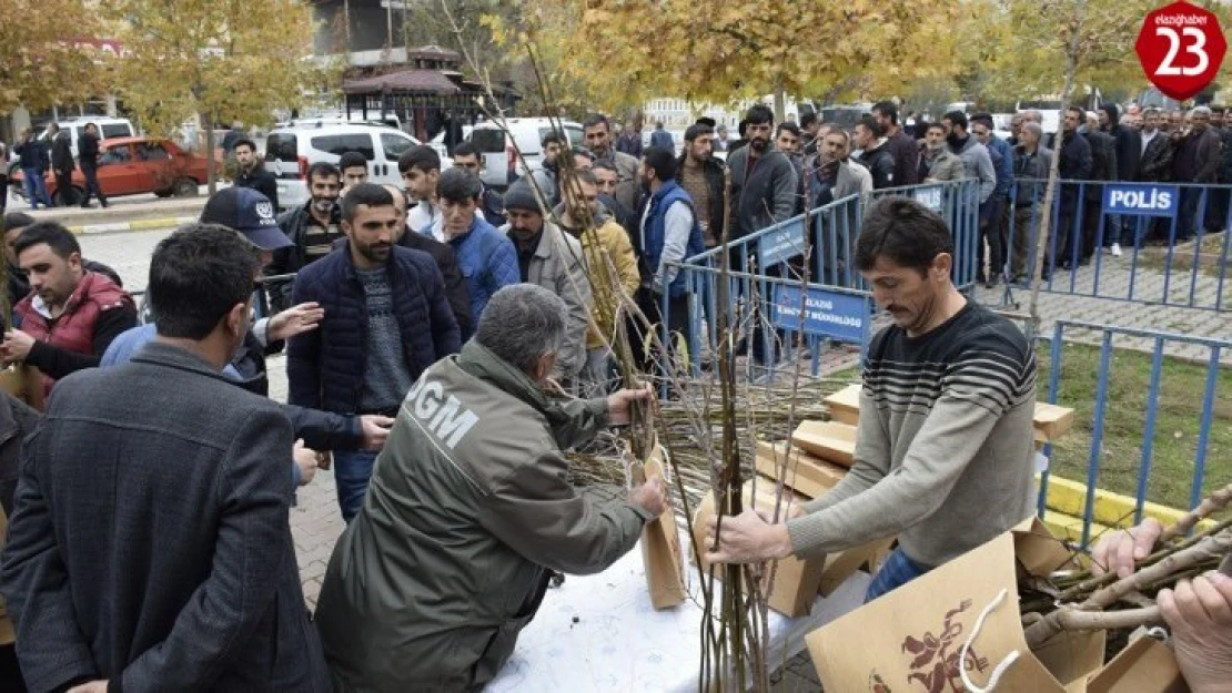 Palu'da  4 bin adet  ceviz ve badem fidanı dağıtıldı