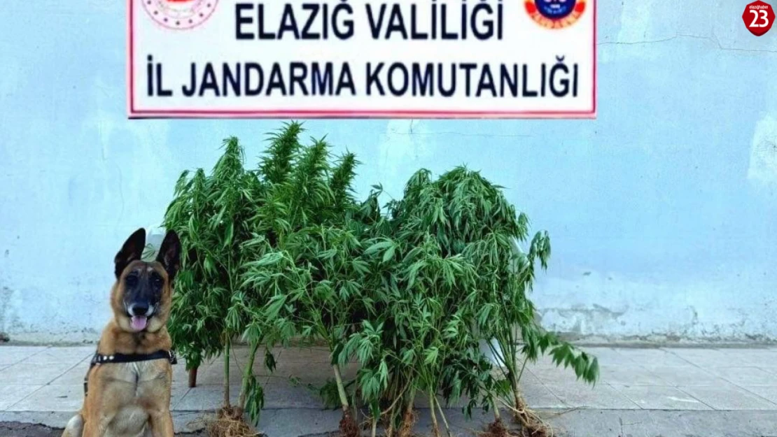 Palu'da Uyuşturucu Operasyonu: 40 Kök Kenevir ve Esrar Ele Geçirildi