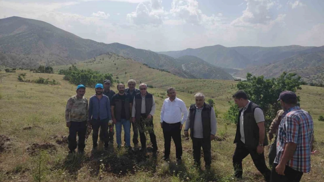 Palu'daki bademler yöre halkına gelir kapısı olacak