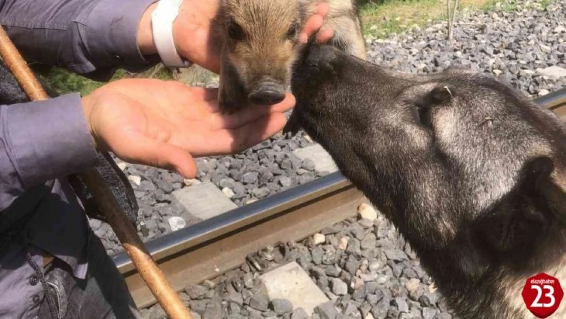 Peşine takılan yavru yaban domuzunu önce sevdi, daha sonra doğal ortamına bıraktı