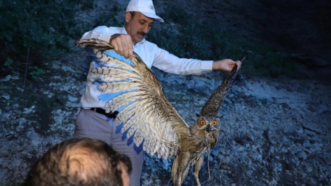 Rektör Yaralı Baykuşu Buldu Tedaviye Gönderdi