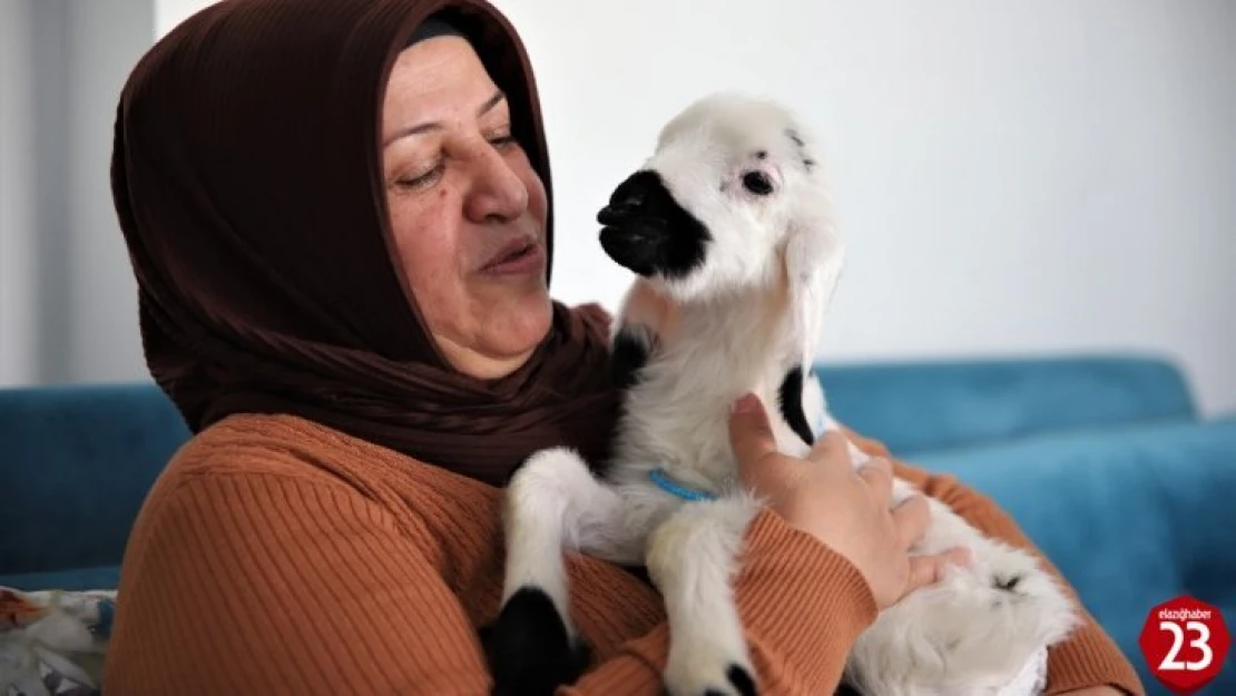 Sahiplendiği kuzu, hem evinin neşesi, hem de terapisi oldu