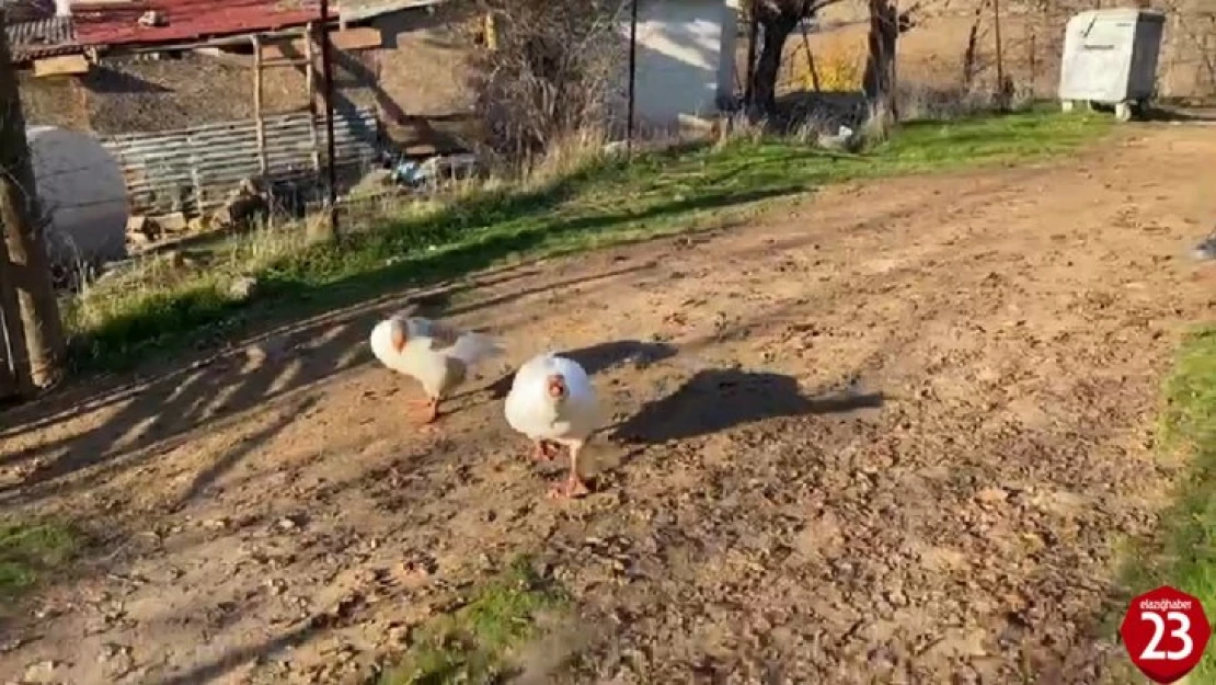 Sayaç okumak için eve giden personel, kaz saldırısı sonucu neye uğradığını şaşırdı