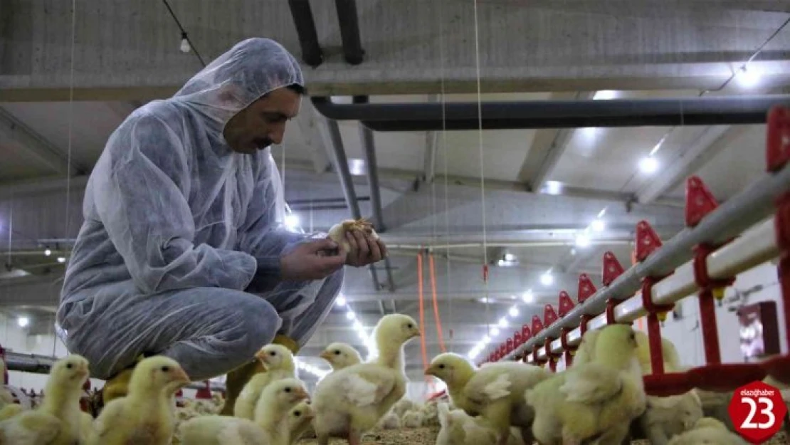 Elazığ'da Şehir Hayatından Sıkıldı, Devletten Aldığı Destek İle Köye Dönüp Çiftlik Kurdu