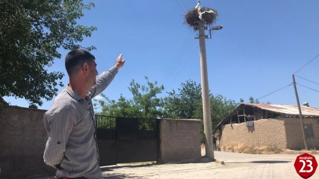 Sokağın simgesi 'Beyaz Pamuk ve Leylek Baba' yavrularıyla görüntülendi