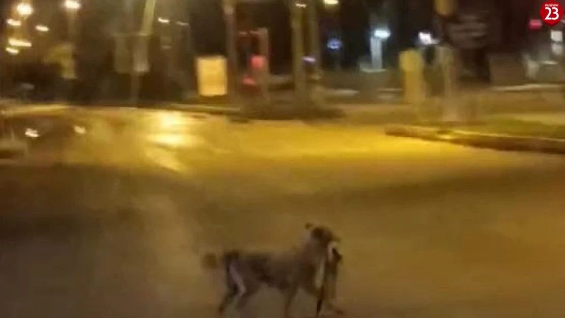 Sokak köpeği parçaladığı kediyi ağzında götürdü