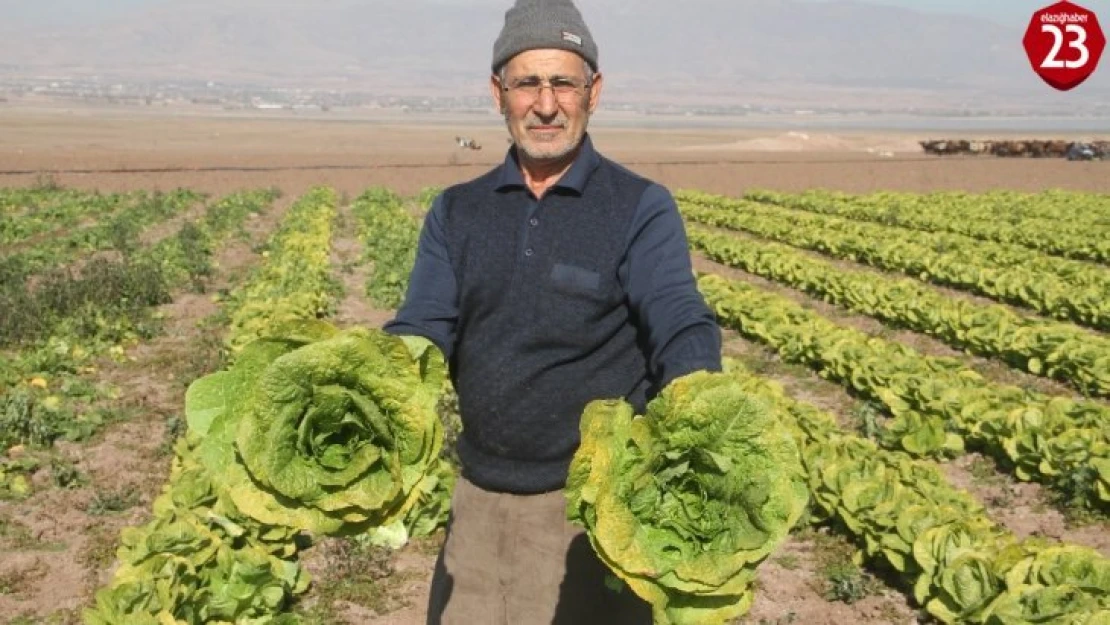 Su çekildi, nehir kenarında tarım başladı