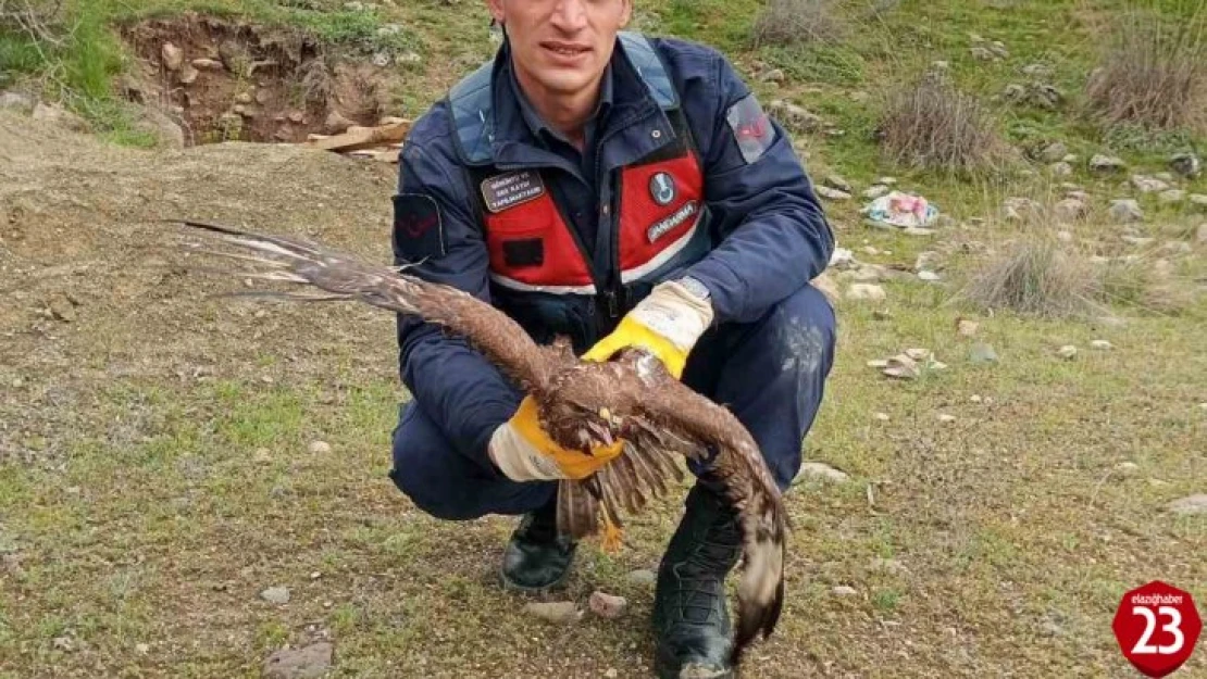 Su kuyusuna düşen şahin jandarma tarafından kurtarıldı