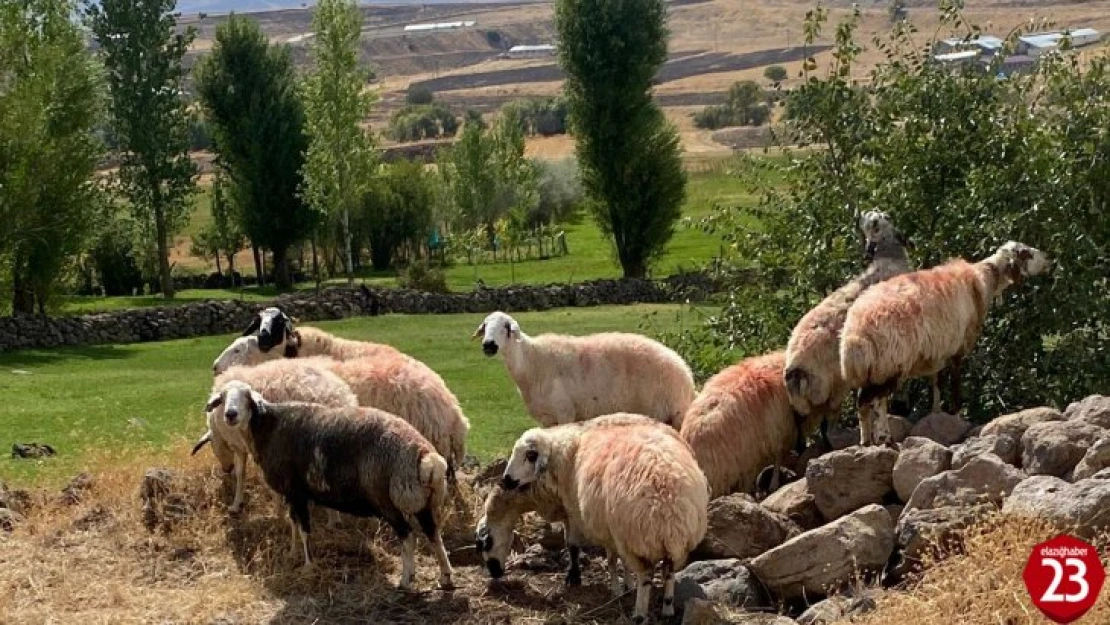 Sürüden ayrılan koyunlar vatandaş ve jandarma iş birliği ile bulundu