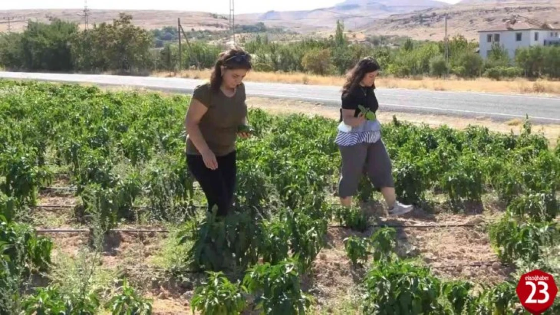 Tarlasını Yine Vatandaşa Açtı, Marketin Yarı Fiyatına Satışa Başladı