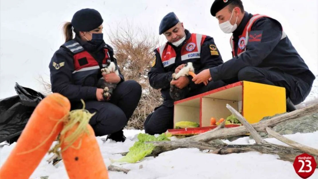 Sivrice'deki Tavşan Adası'nın Uzun Kulaklı Sakinleri Jandarma Tarafından Besleniyor