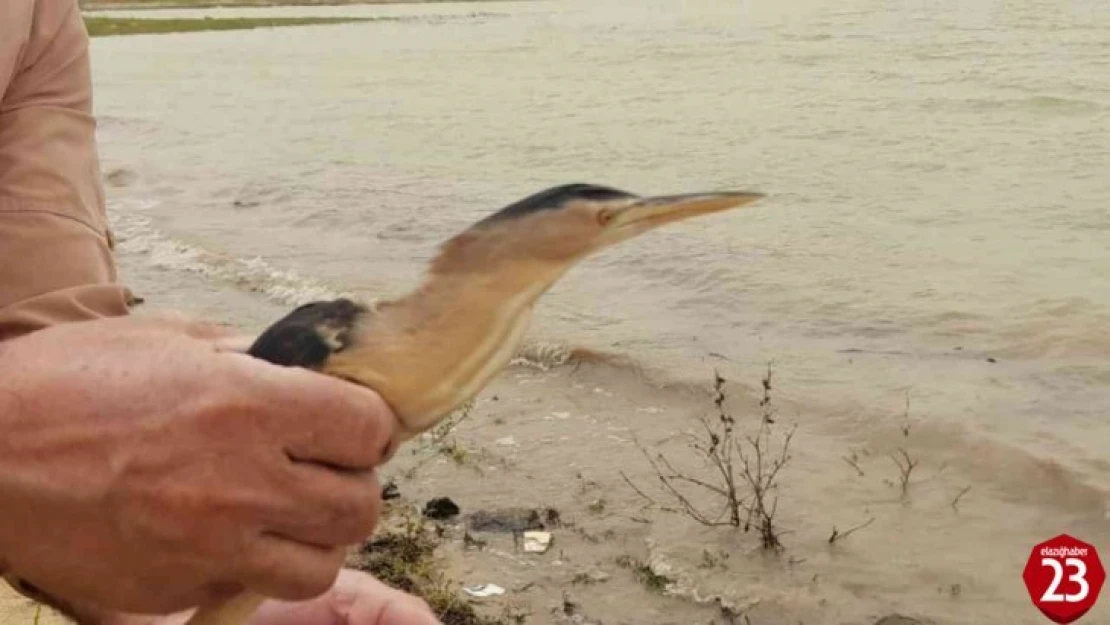 Tedavisi tamamlanan balaban kuşu doğaya bırakıldı