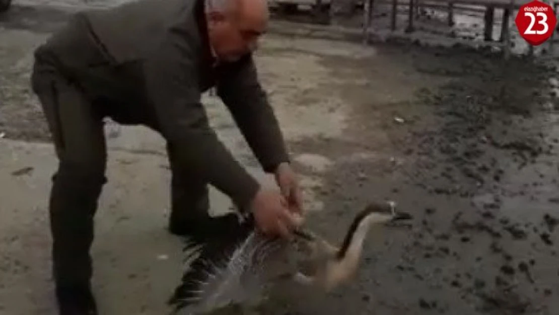 Tedavisi tamamlanan balaban ve boz kaz doğaya bırakıldı