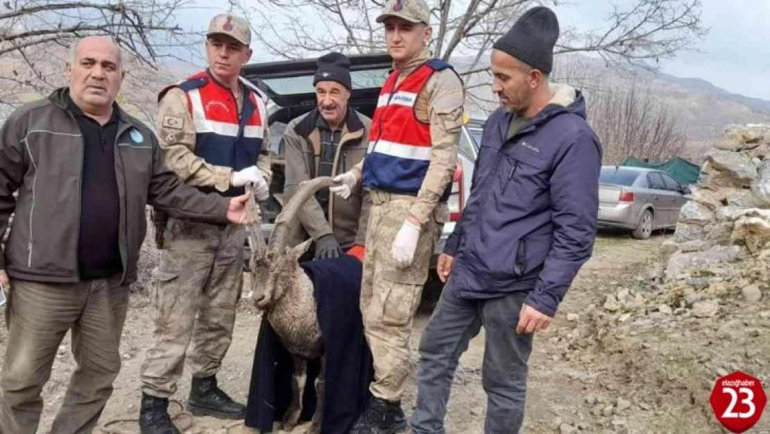 Tedavisi tamamlanan dağ keçisi doğaya salındı