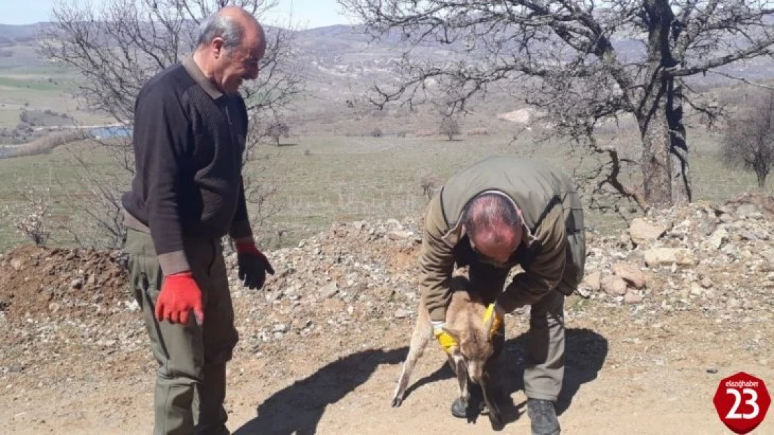 Tedavisi yapılan yavru yaban keçisi doğaya bırakıldı