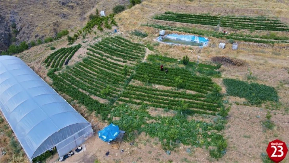 Tescilli Keban Biberinin Lezzeti Ülke Sınırlarını Aştı