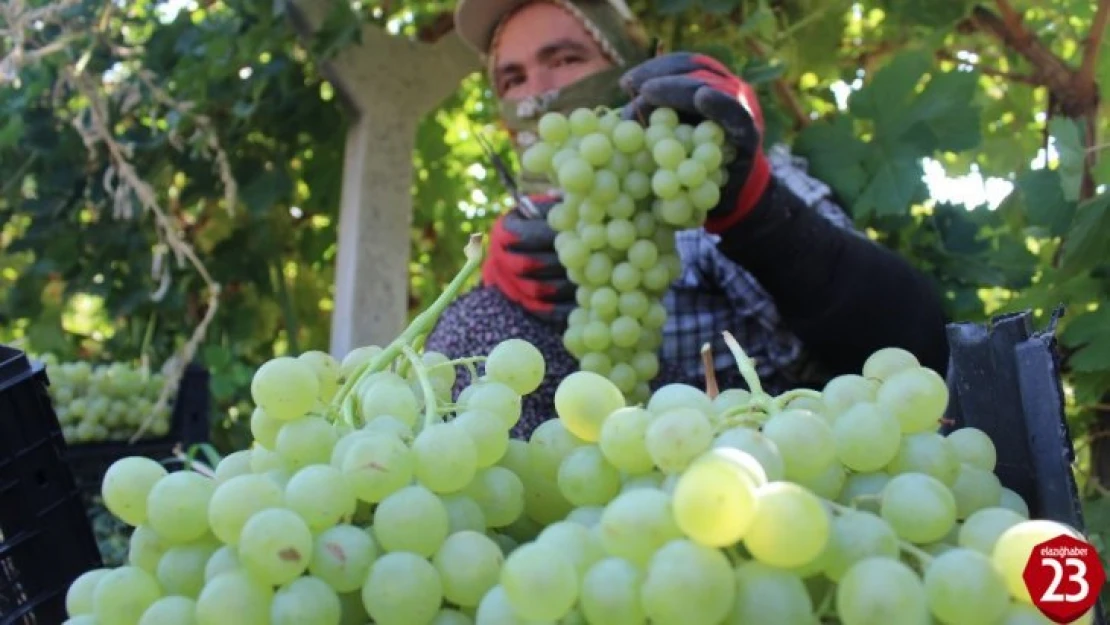 Tescilli Üzümde Hasat Zamanı