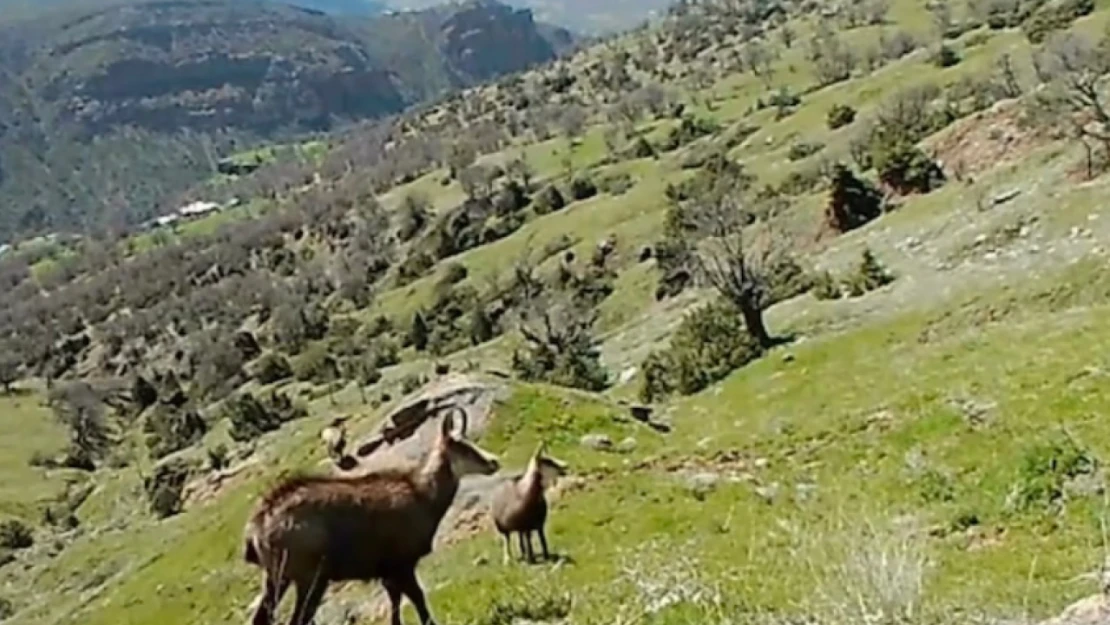 Tunceli'de Çengel Boynuzlu Dağ Keçileri Fotokapanla Görüntülendi