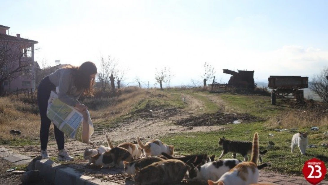 Üniversite öğrencilerinden, 'Mama kumbarası' ile sokak hayvanlarına destek