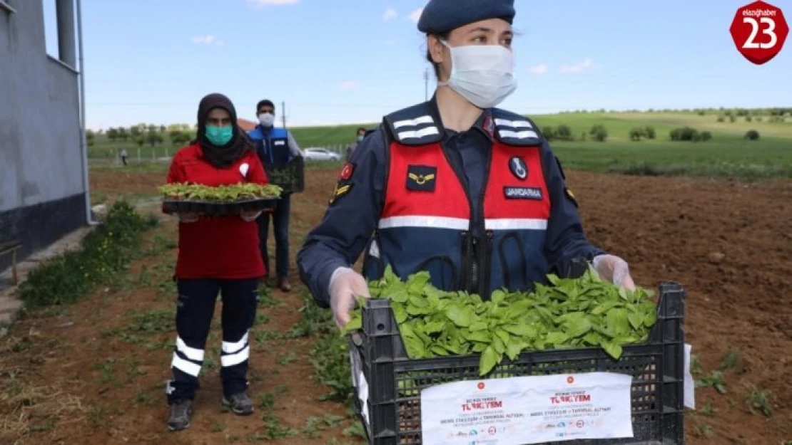 Vefalı eller, 2 milyon fideyi çiftçiye ulaştırmaya başladı