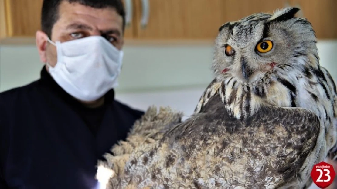 Vurulan kulaklı orman baykuşu bulundu, tedavi altına alındı