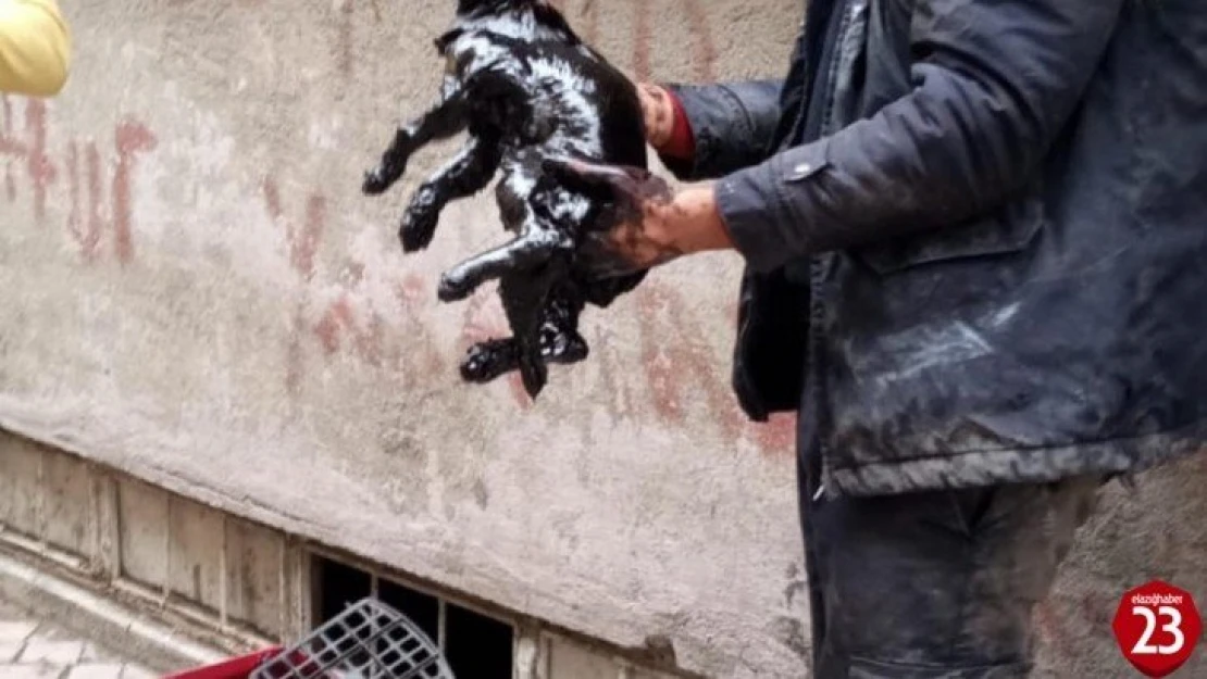 Yakıt tankına düşen kedi kurtarıldı