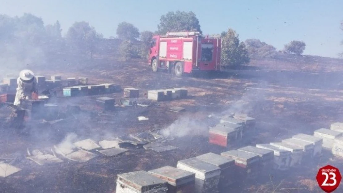 Yangında 830 adet kovan kül oldu