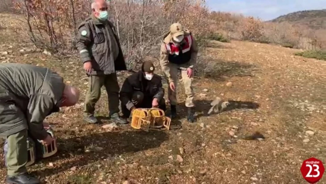 Yasak başladı, ele geçirilen kınalı keklikler doğaya salındı