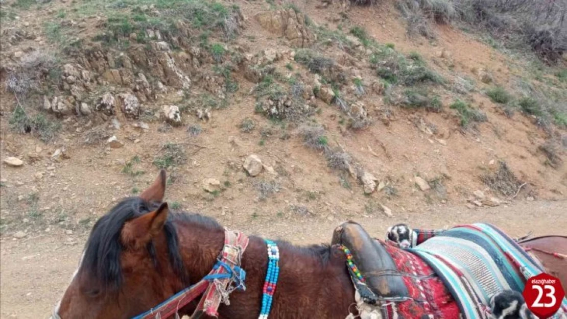 Palu'da Yeni Doğan İki Oğlağın Heybedeki Sevimli Yolculuğu Görenlerin İçini Isıttı