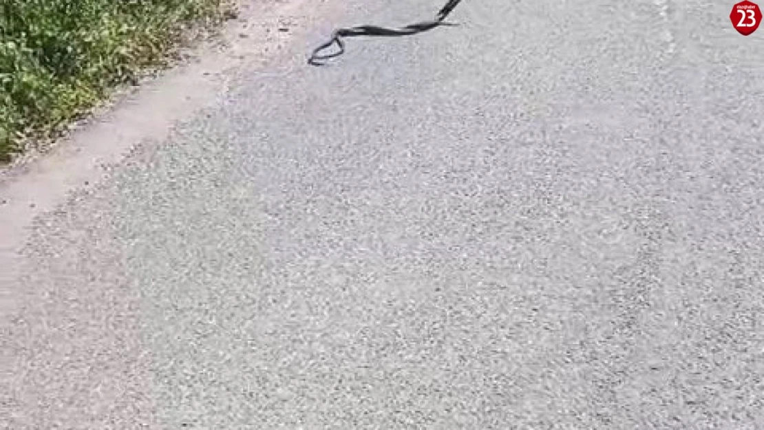 Yılanların dansı kamerada