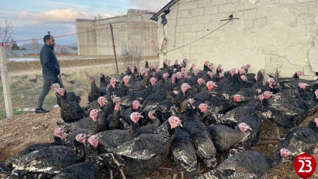 Elazığ'dan Yılbaşı Öncesi Yurt Dışına 15 Bin Adet Hindi Gönderdi