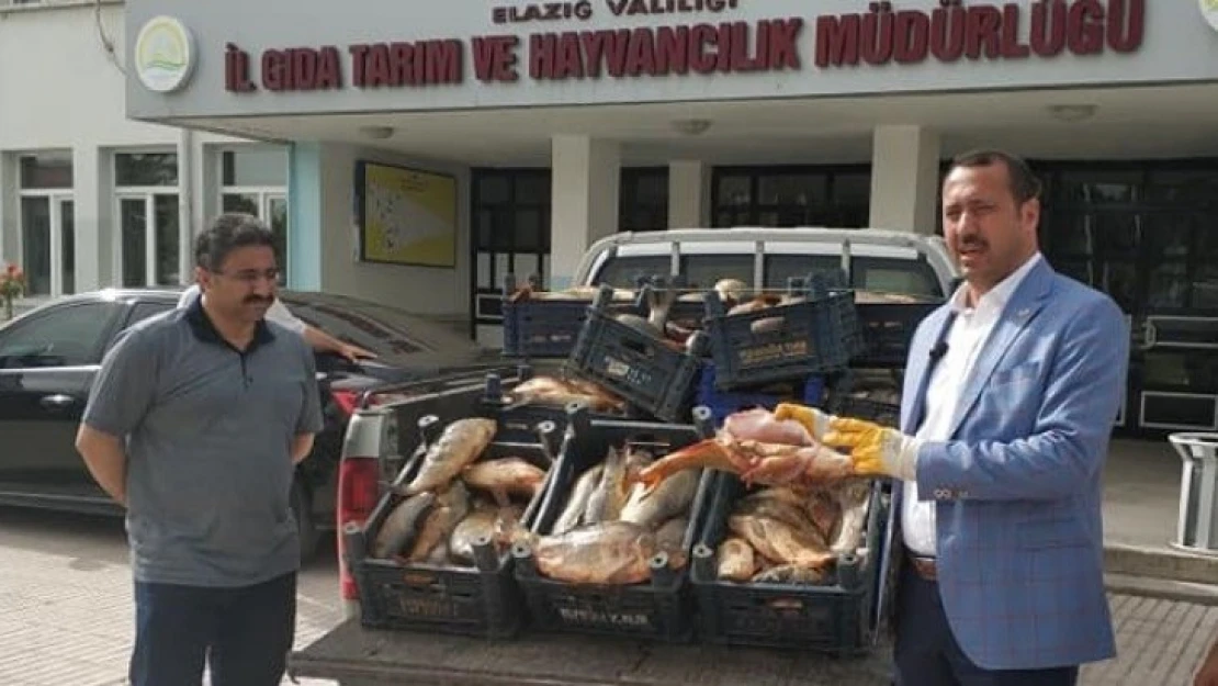 Yine Kaçak Avlanan 1 Ton Balık Yakalandı, Müdür Dert Yandı