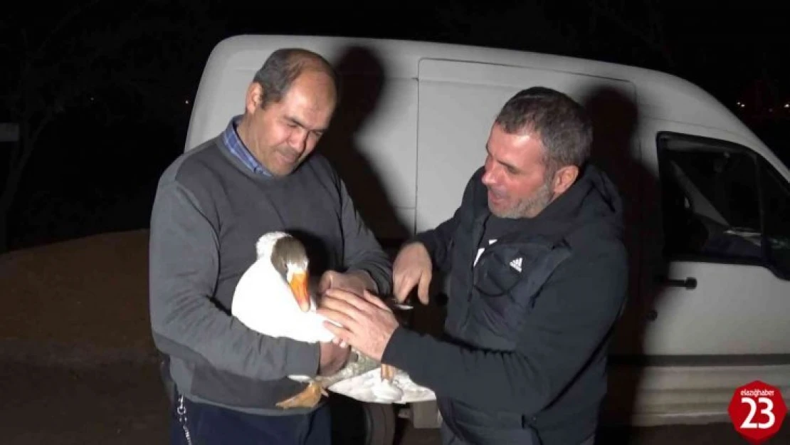 Yolda bulduğu  ve 'Mamoş' ismini verdiği kazı,  sahibine teslim etti