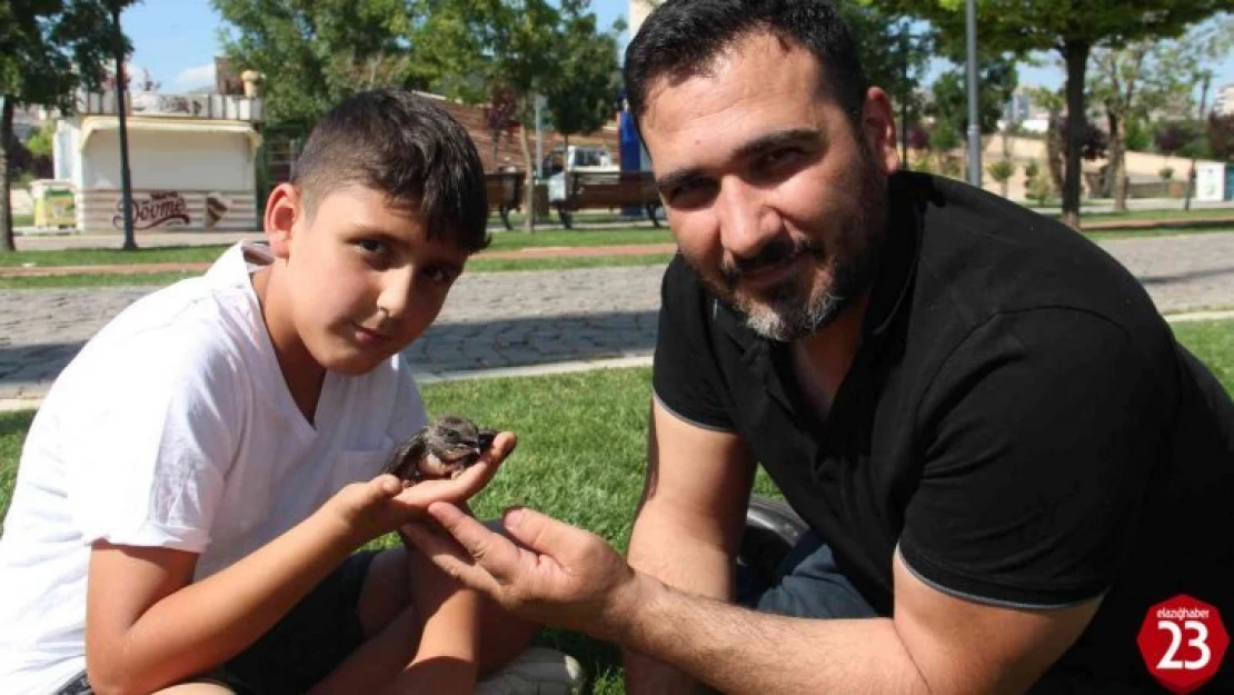 Yolda Buldukları Yaralı Ebabil Kuşunu Tedavi Edip HAYDİ Ekiplerine Teslim Ettiler