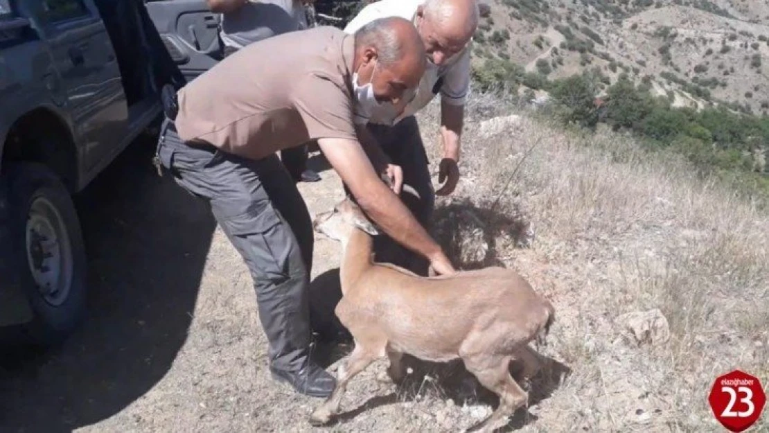 Yolunu kaybeden dağ keçisi, doğal yaşam alanına bırakıldı