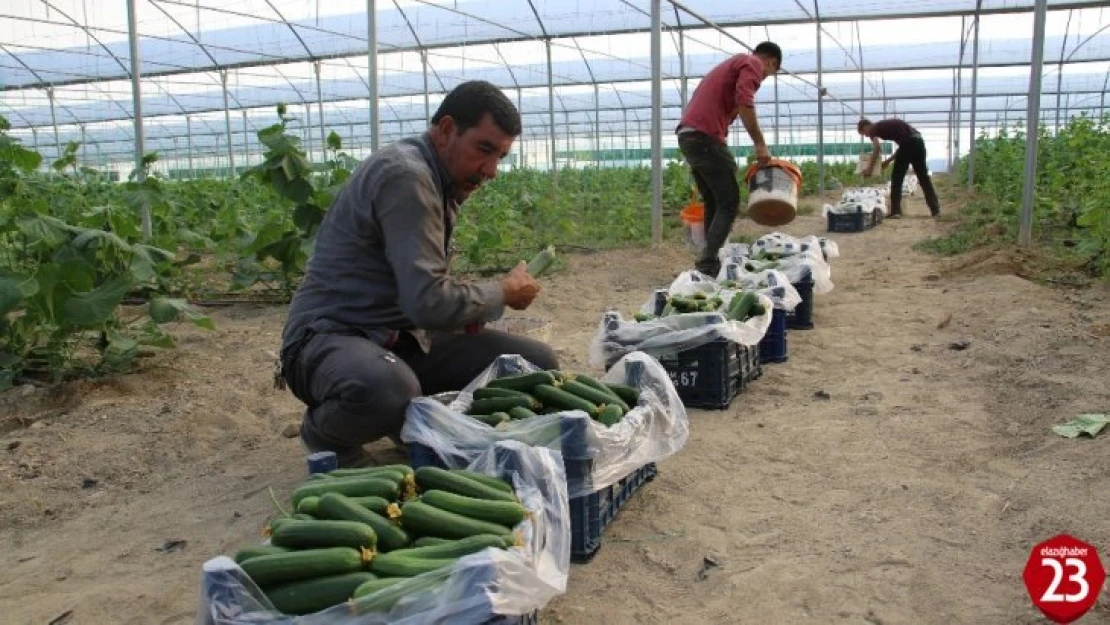 Yüzde 50 Hibe İle Kurduğu Serada Günlük 3 Ton Salatalık Hasat Ediyor